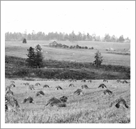 Farm 