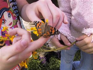 This year we raised butterflies!